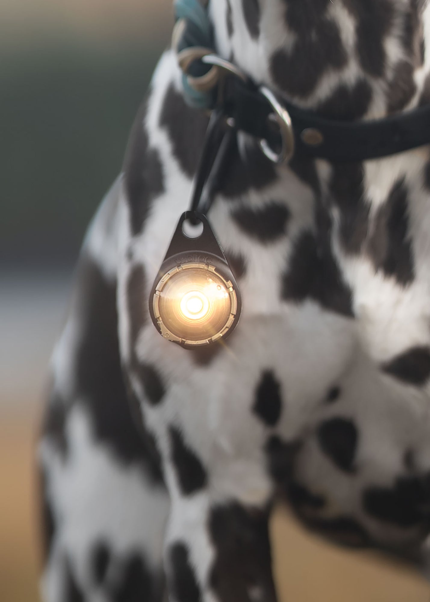 Orbiloc Dual Waterproof LED Dog Safety Light, Gold