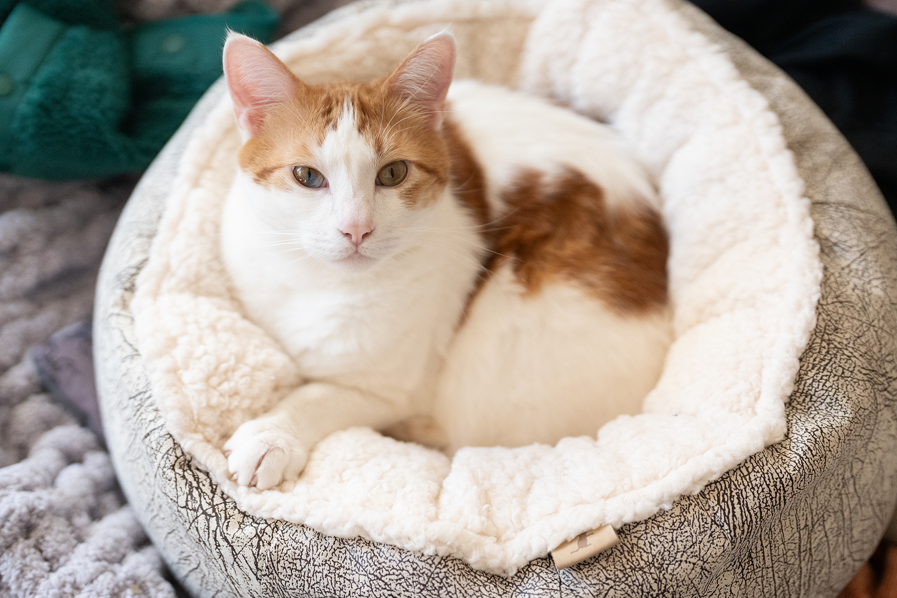 P.L.A.Y. Donut Cuddler Cat Bed