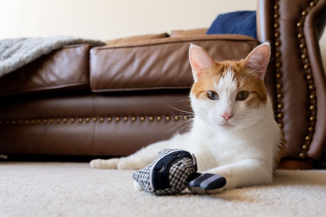 P.L.A.Y. Feline Frenzy, Catnip Toy Set: Bandit Buddies