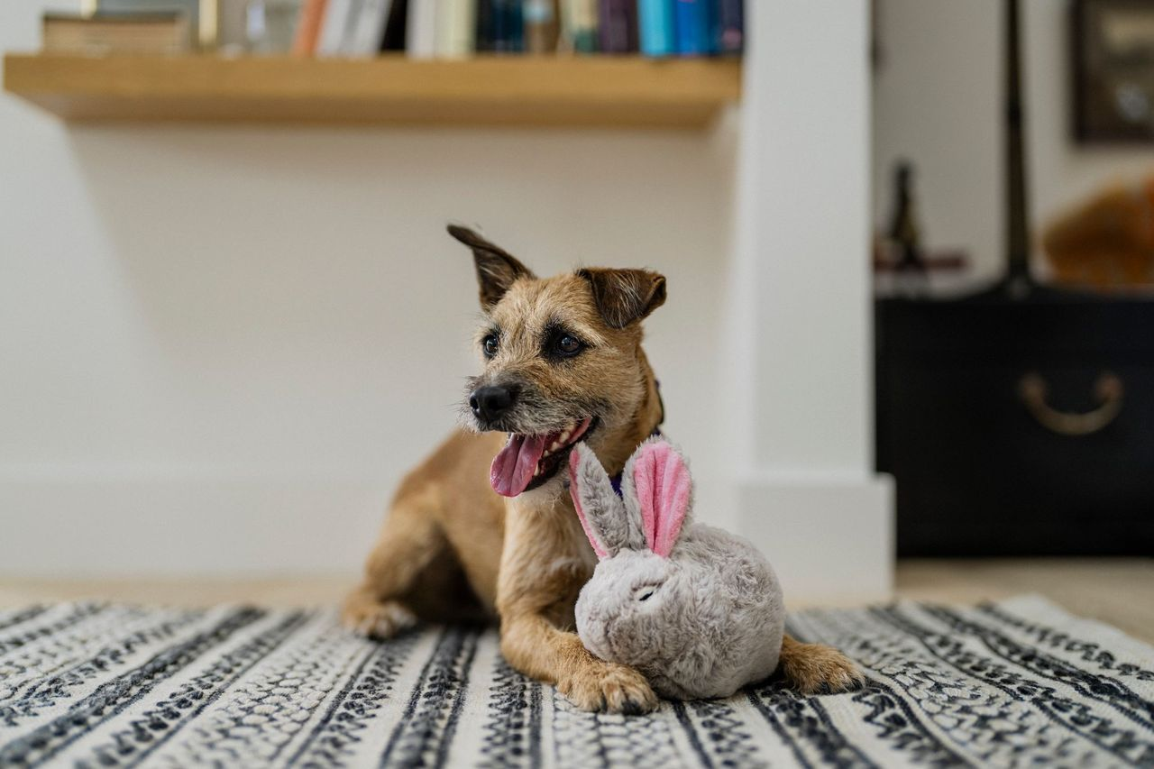 P.L.A.Y. Forest Friends Squeaky Plush Dog toys, Baxter the Bunny