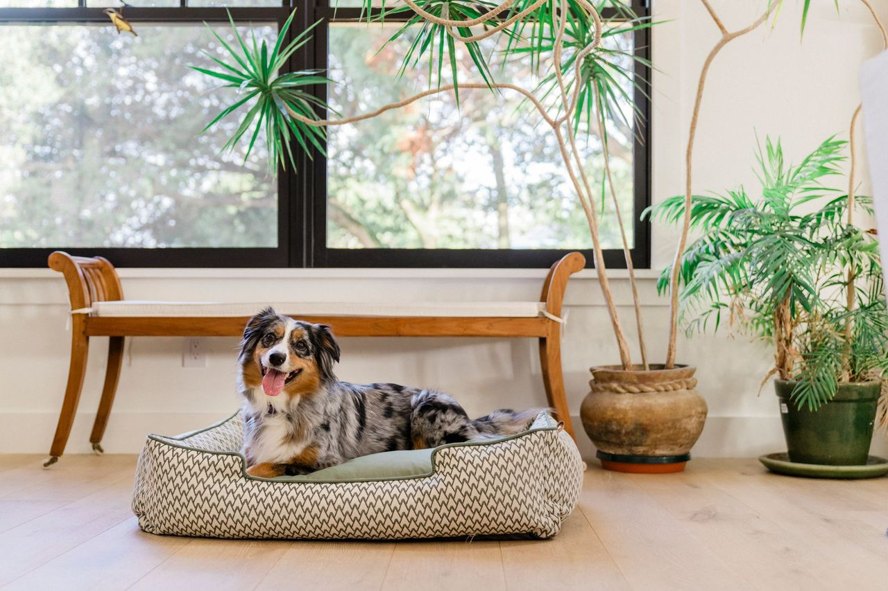 [Pre Order] Lounge Dog Bed: Vineyard Olive Green