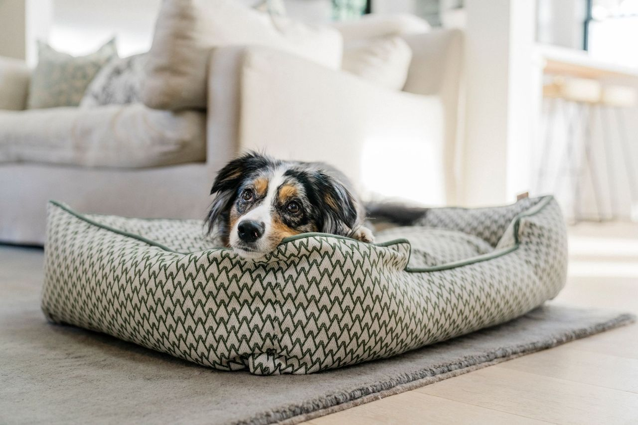 [Pre Order] Lounge Dog Bed: Vineyard Olive Green