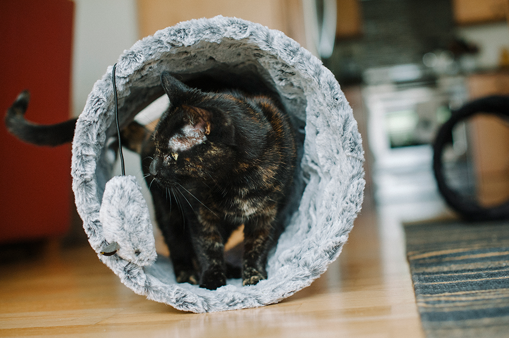 P.L.A.Y. Purr and Pounce Cat Tunnel