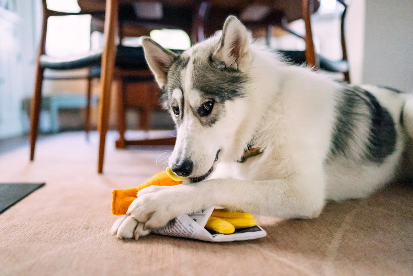 P.L.A.Y. The International Classic Squeaky Plush Dog Toy, Chippy Chews