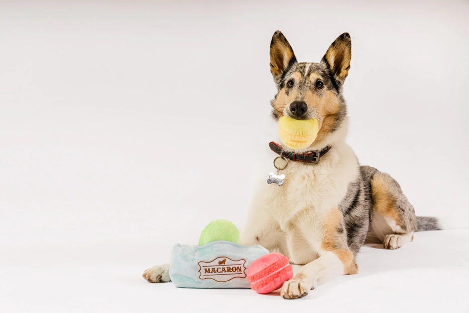 [Pre-Order] P.L.A.Y. Pup Cup Cafe Squeaky Plush Dog toys, Mutt-a-rons (mini sized)