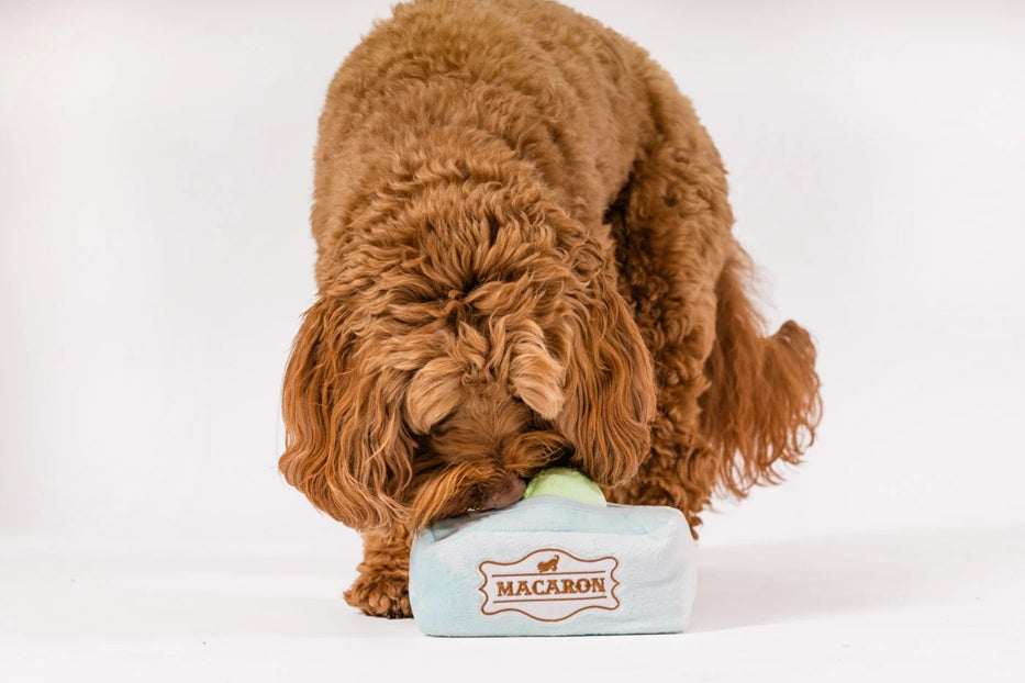 [Pre-Order] P.L.A.Y. Pup Cup Cafe Squeaky Plush Dog toys, Mutt-a-rons (mini sized)