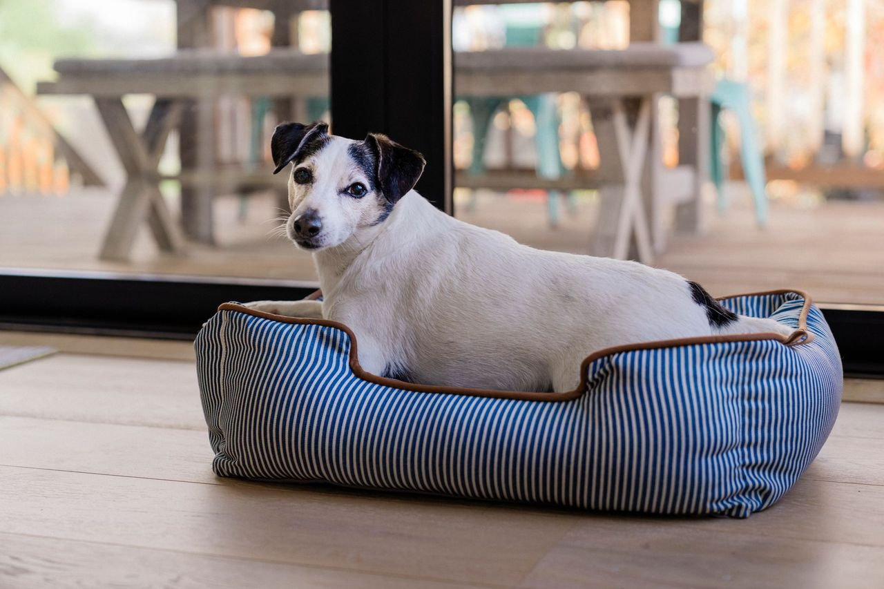 Lounge Dog Bed: Manhattan The Tribeca