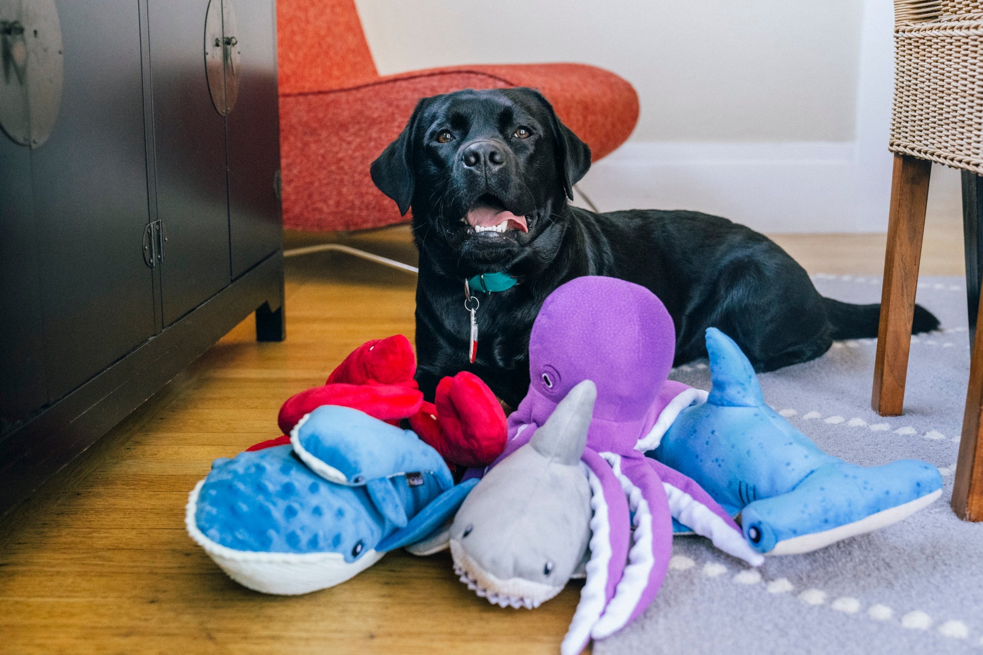P.L.A.Y. Ocean Buddies interactive squeaky plush dog toys