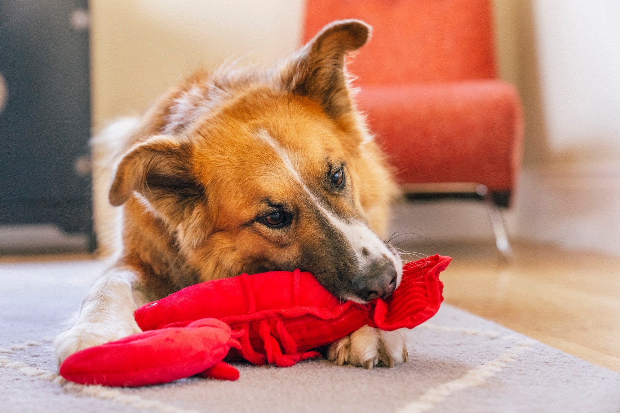 P.L.A.Y. Ocean Buddies Lemmy the Lobster red interactive plush dog toy with large squeaky claws