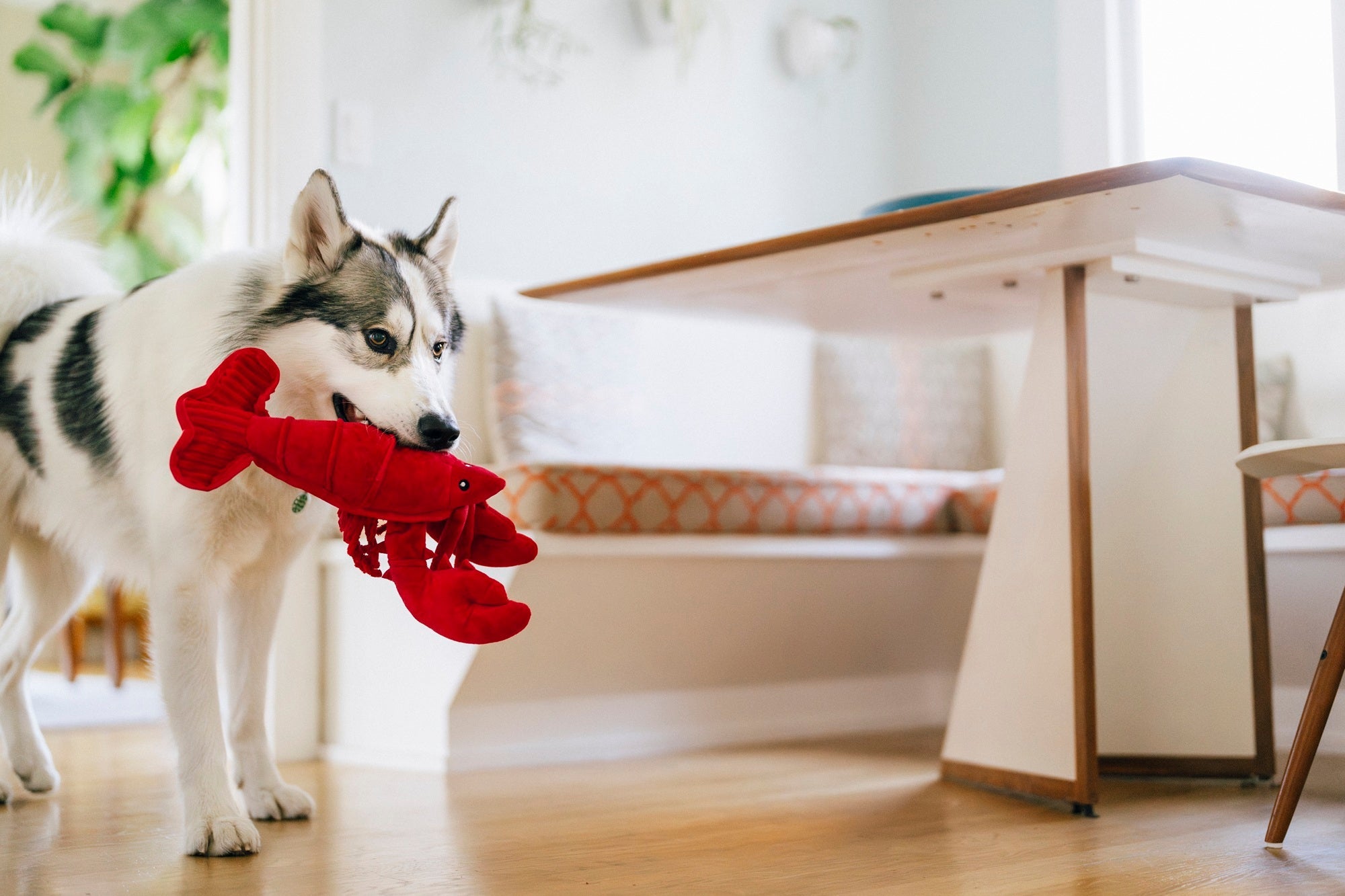 P.L.A.Y. Ocean Buddies Lemmy the Lobster red interactive plush dog toy with large squeaky claws