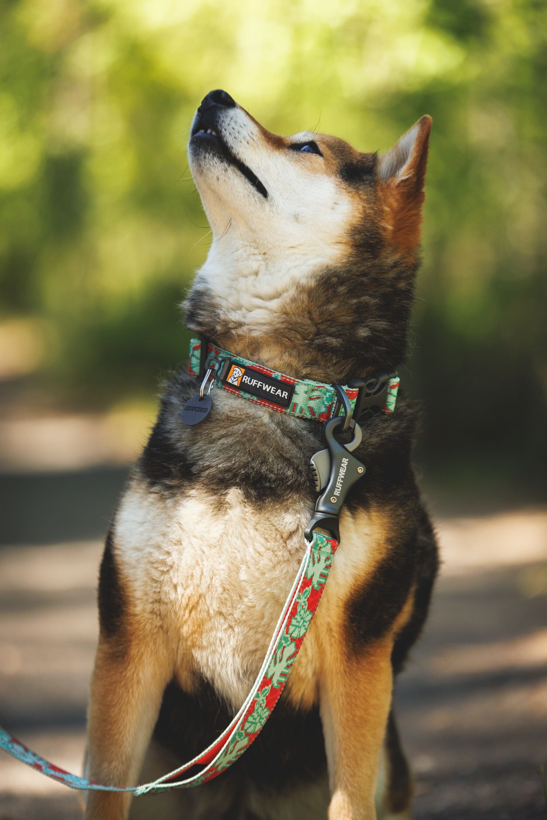 Premium outdoor dog gear: Ruffwear Crag collar displayed with colourfast patterned webbing.