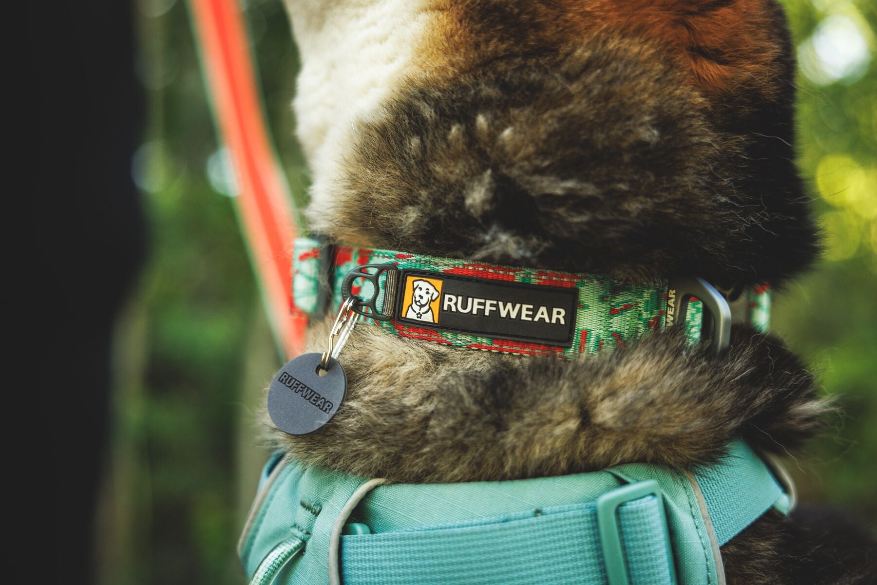 Premium outdoor dog gear: Ruffwear Crag collar displayed with colourfast patterned webbing.