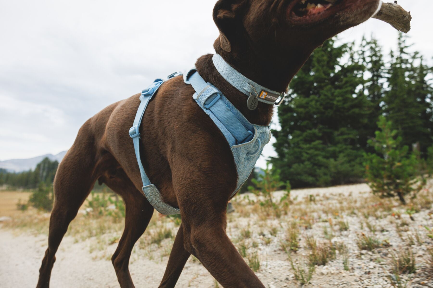 Ruffwear Front Range Flex Collar | Soft Athletic Knit Dog Collar