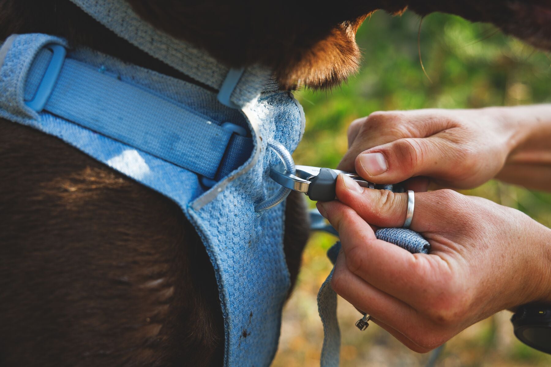 Ruffwear Dog Harness, Front Range Flex Harness