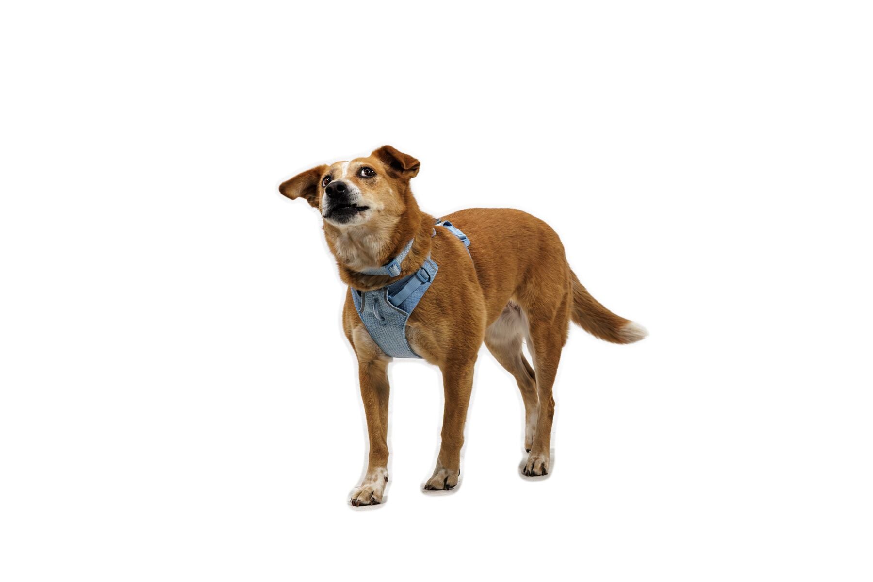 Ruffwear Dog Harness, Front Range Flex Harness