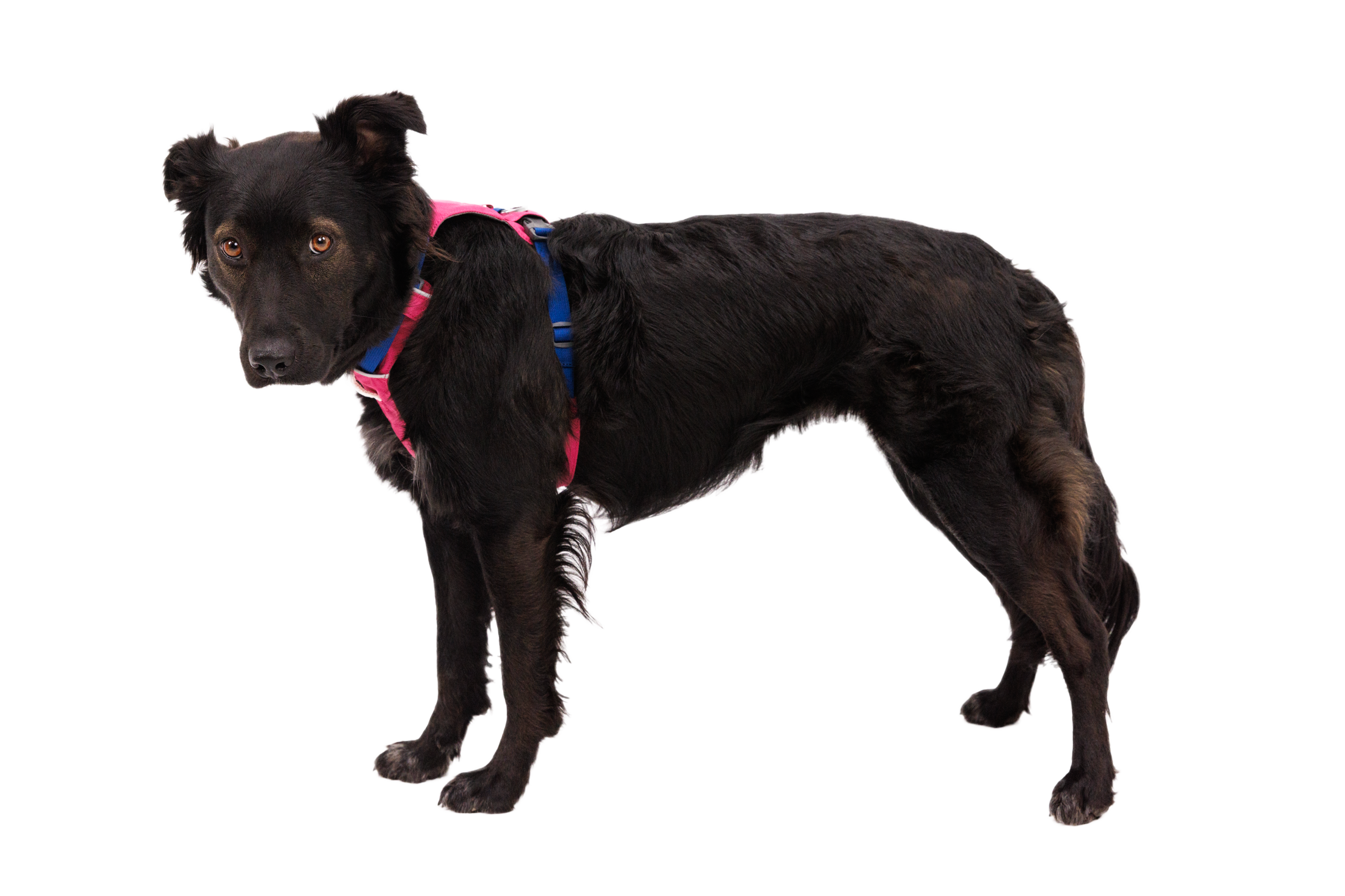 Ruffwear Dog Lightweight Harness: Hi & Light