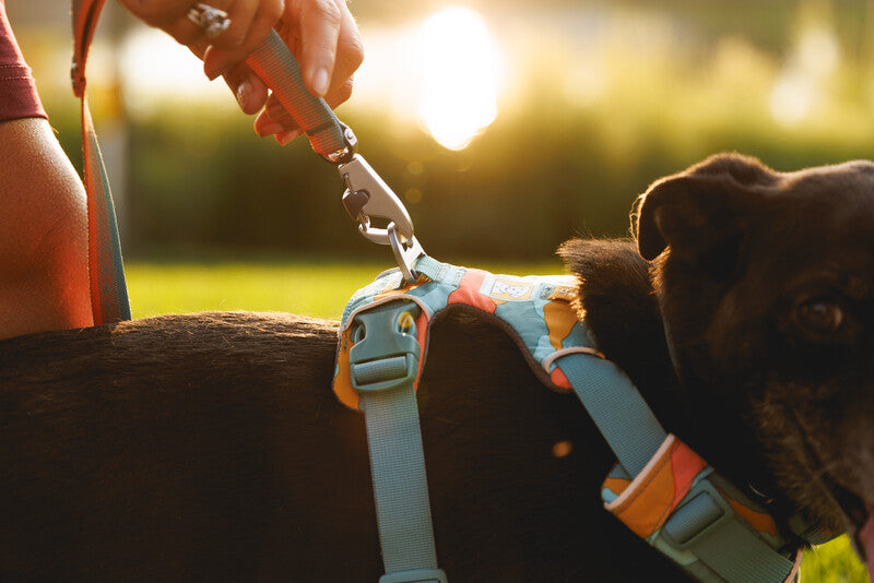 Ruffwear Dog No-Pull Harness, Front Range