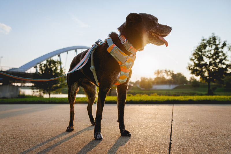 Ruffwear Dog No-Pull Harness, Front Range