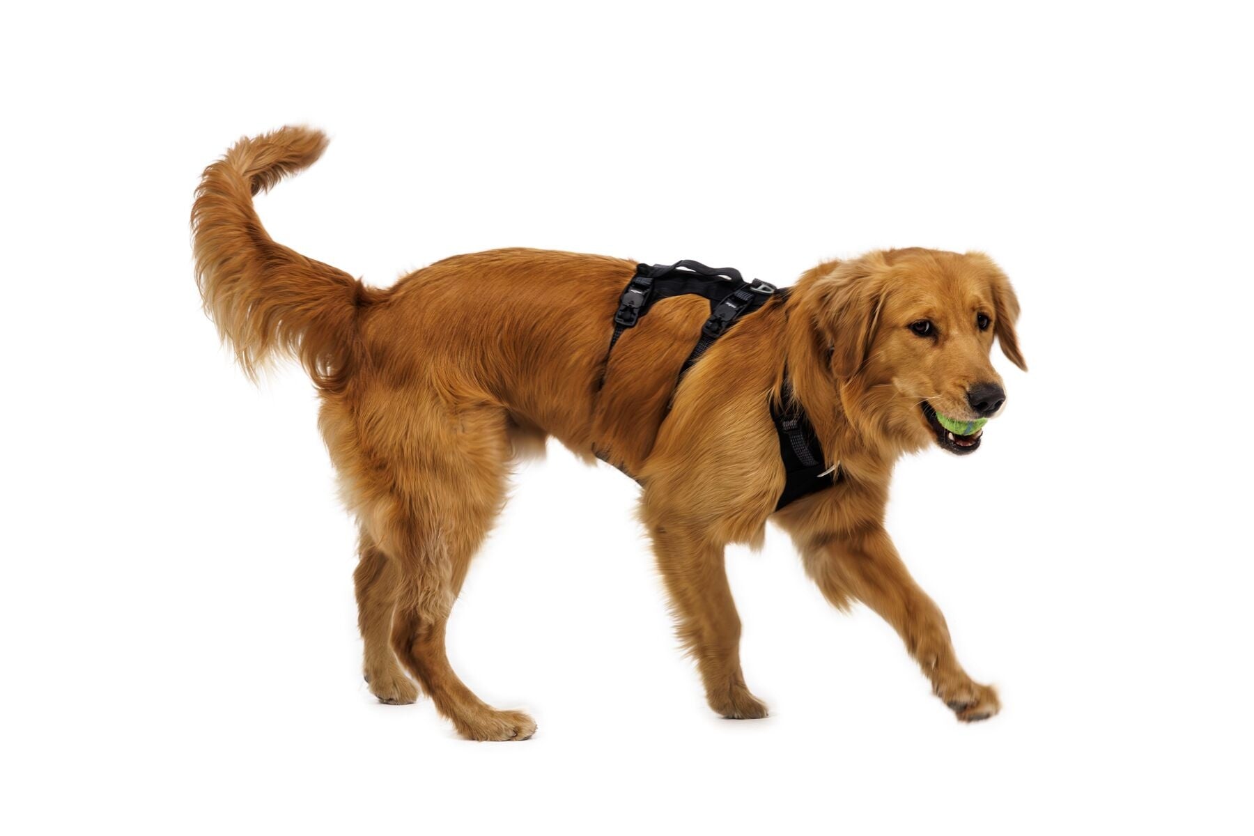 Ruffwear Ridgeline Harness in a streamlined, waterproof X-Pac laminate shell for active dogs.