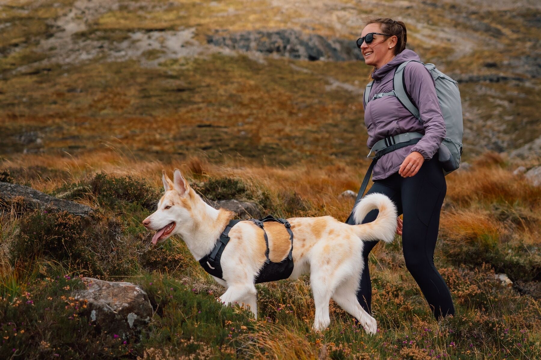 Ruffwear Ridgeline Harness in a streamlined, waterproof X-Pac laminate shell for active dogs.