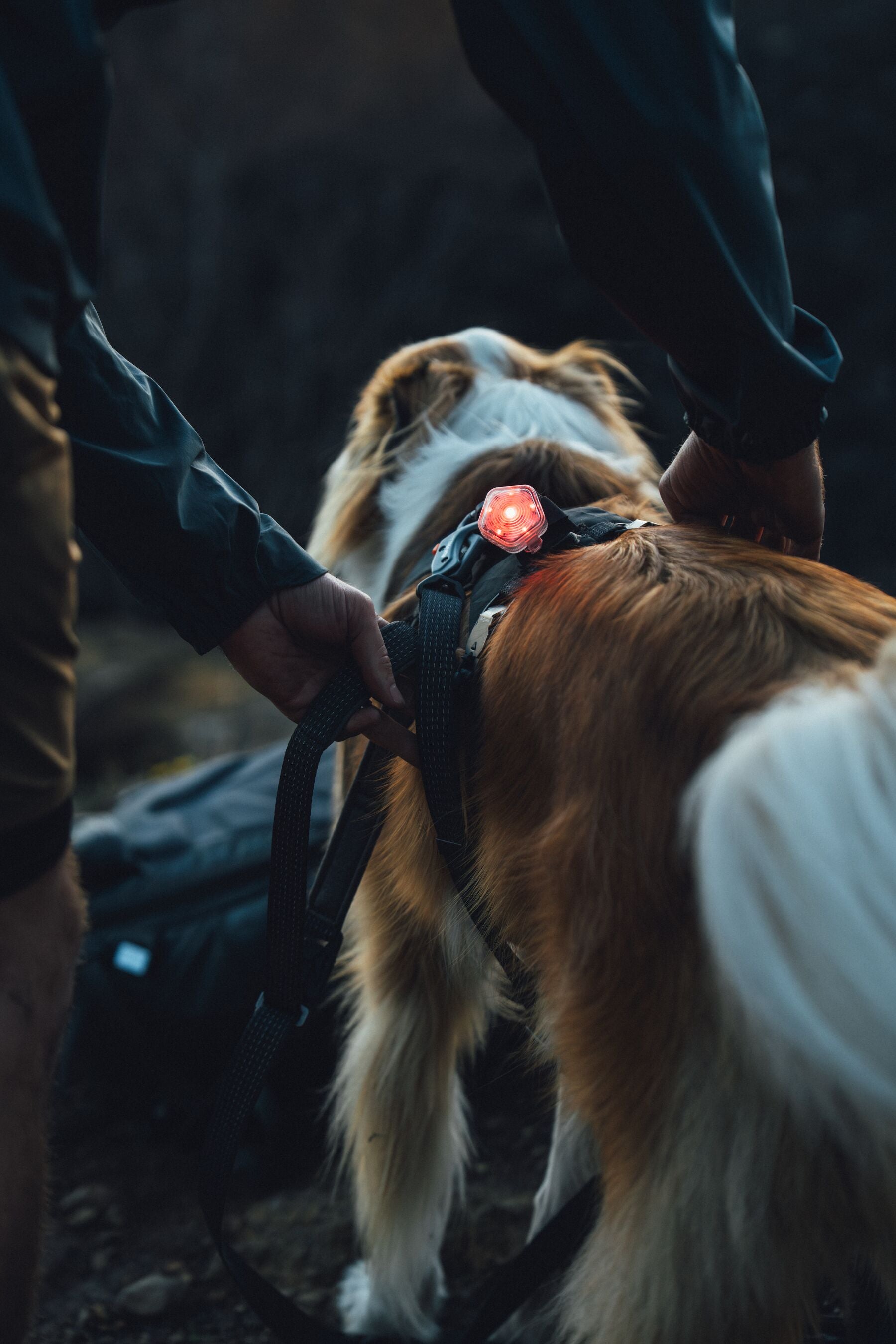 Ruffwear Reflective Hands-Free Dog Leash: Ridgeline