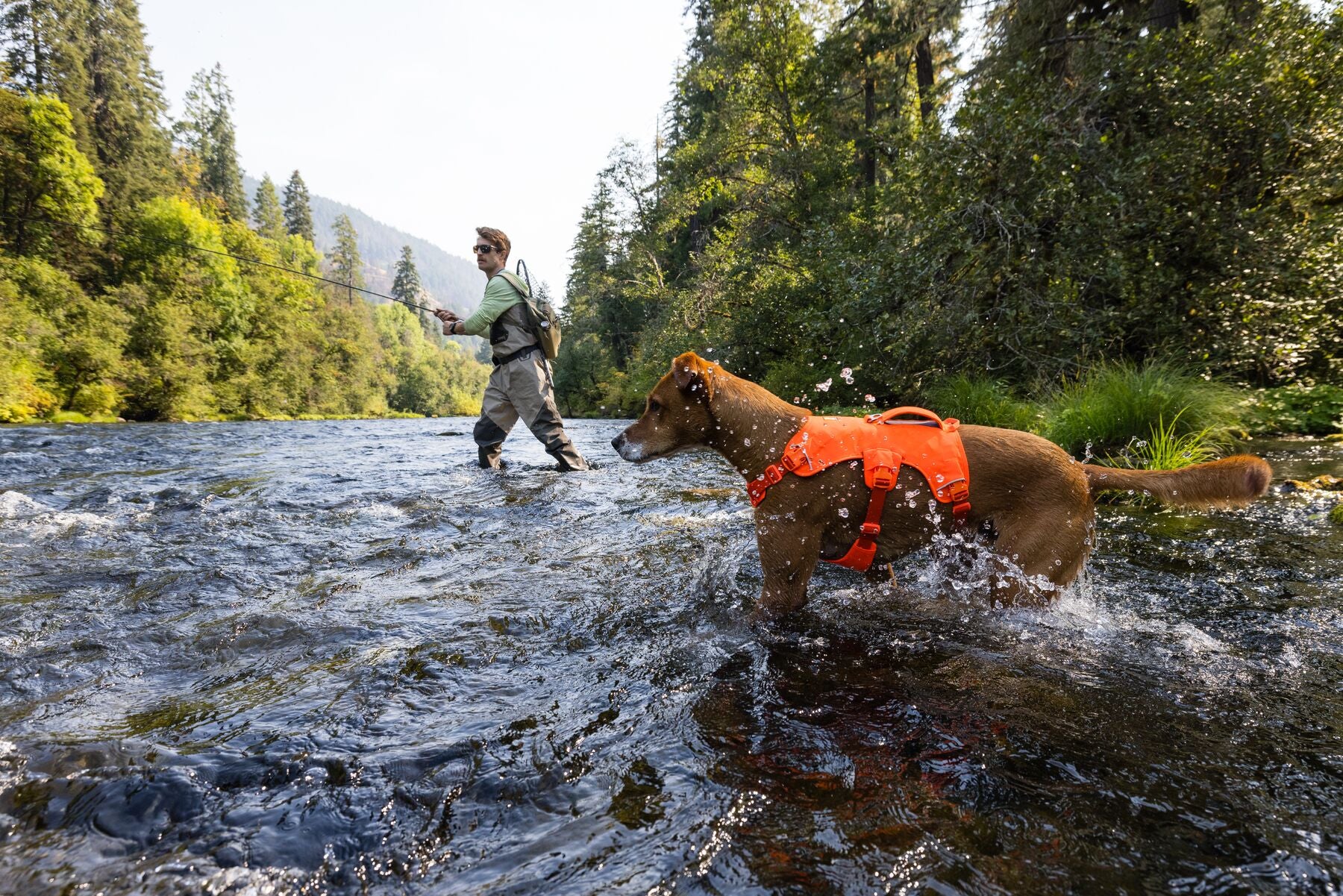 Ruffwear Dog Harness with Neck Buckle and Handle: Web Master