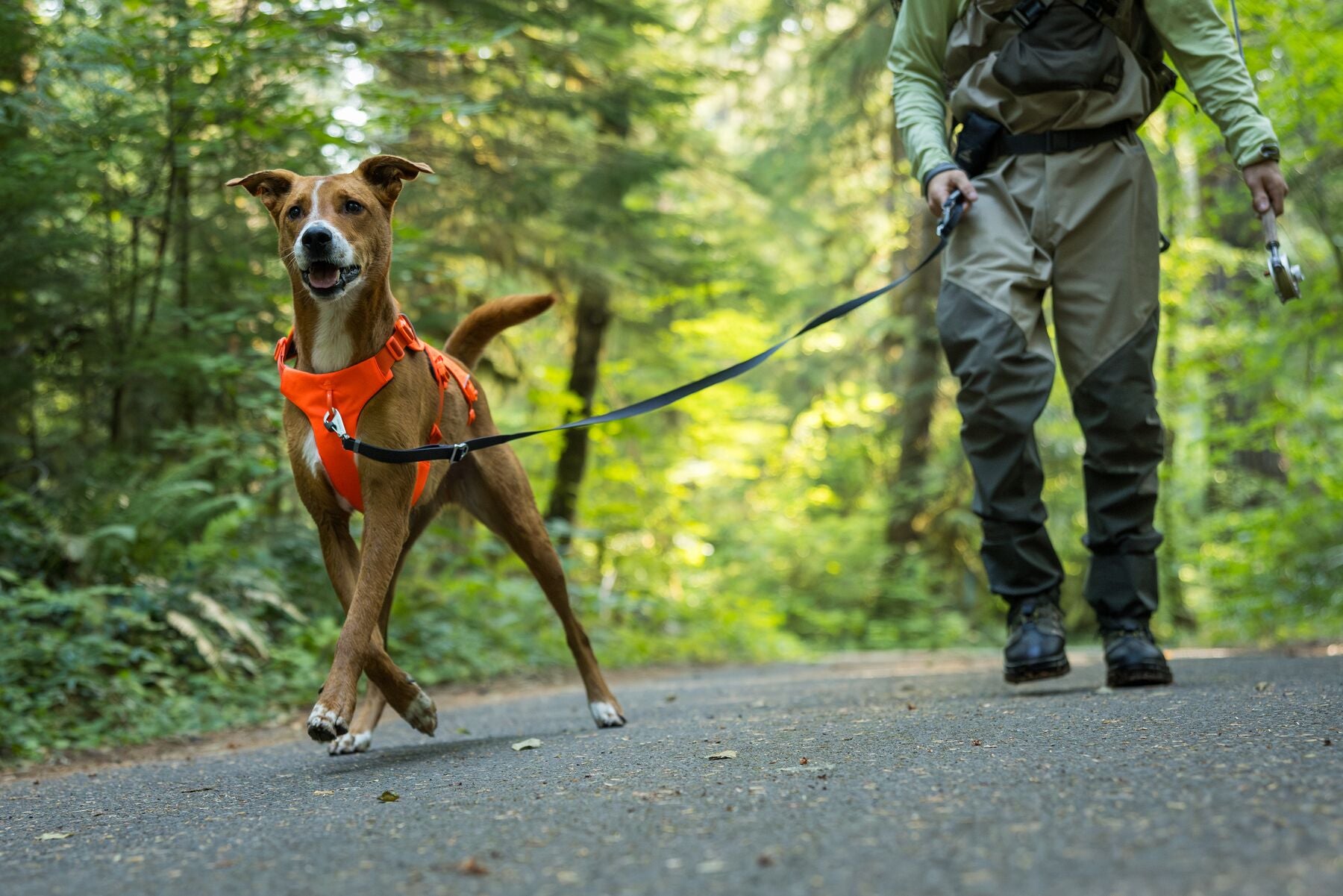 Ruffwear Dog Harness with Neck Buckle and Handle: Web Master