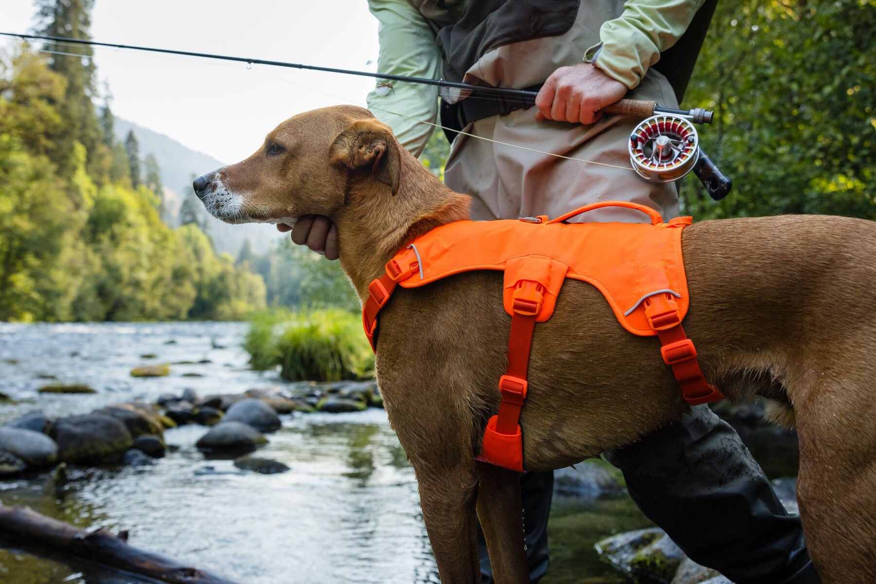 Ruffwear Dog Harness with Neck Buckle and Handle: Web Master