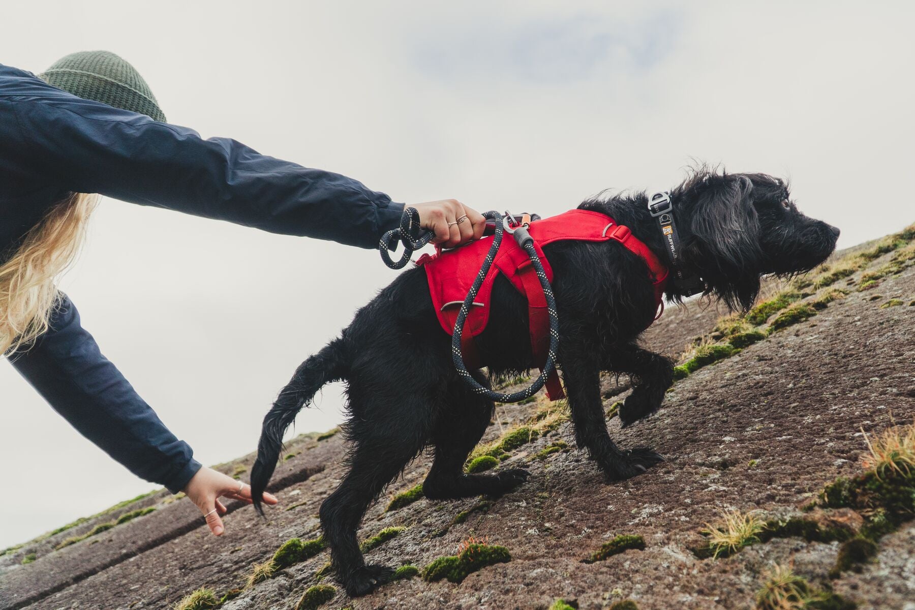 Ruffwear Dog Harness with Neck Buckle and Handle: Web Master