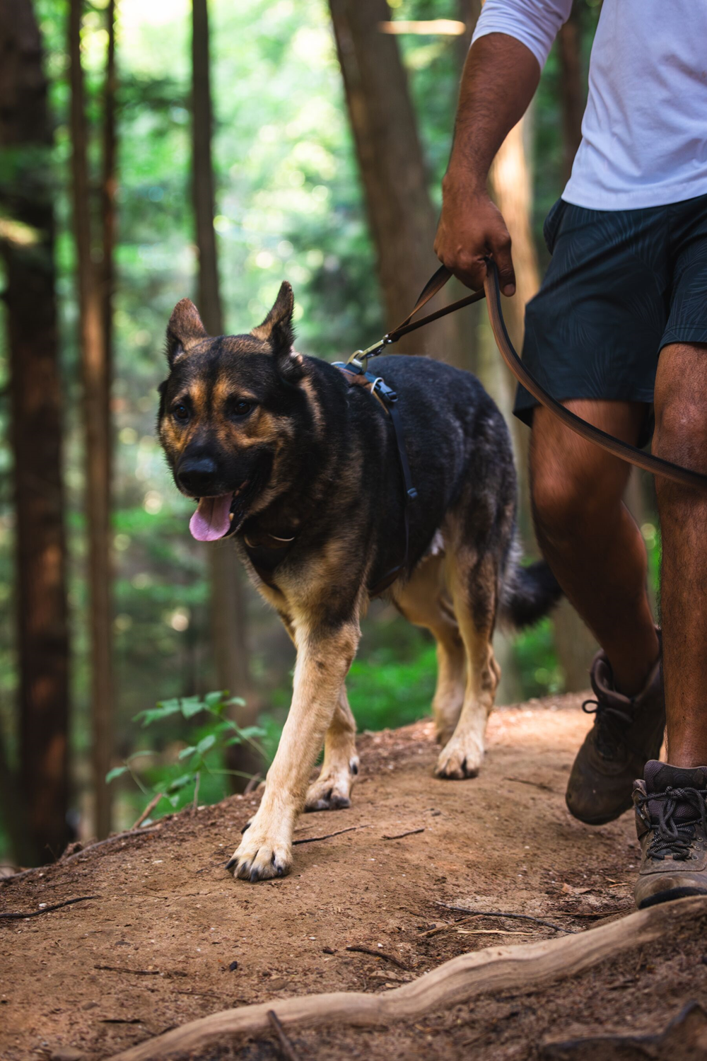 Ruffwear Dog No-Pull Harness, Front Range