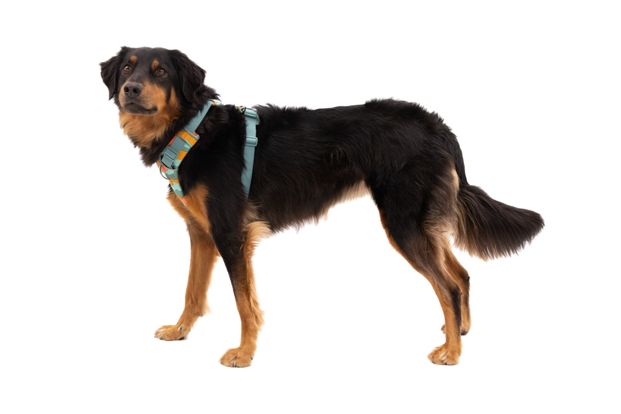 Ruffwear Dog No-Pull Harness, Front Range