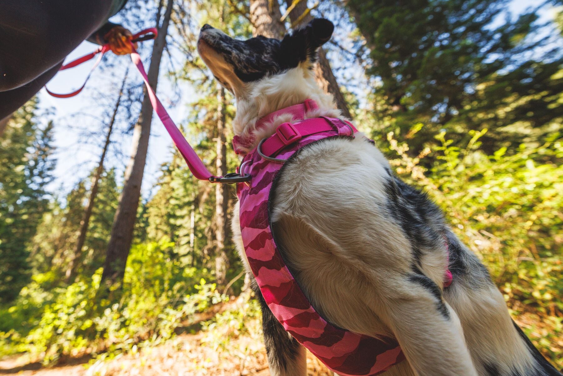 Ruffwear Dog No-Pull Harness, Front Range