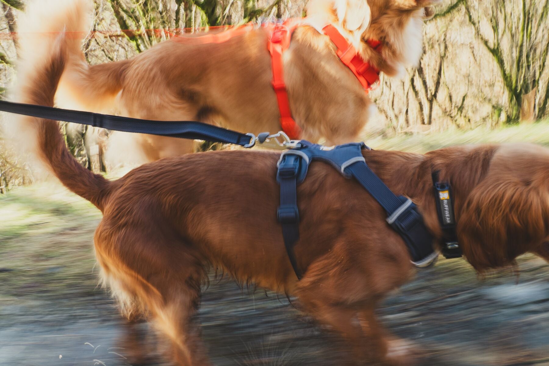 Premium Ruffwear Front Range everyday dog collar made from eco-friendly, colour-fast recycled webbing.