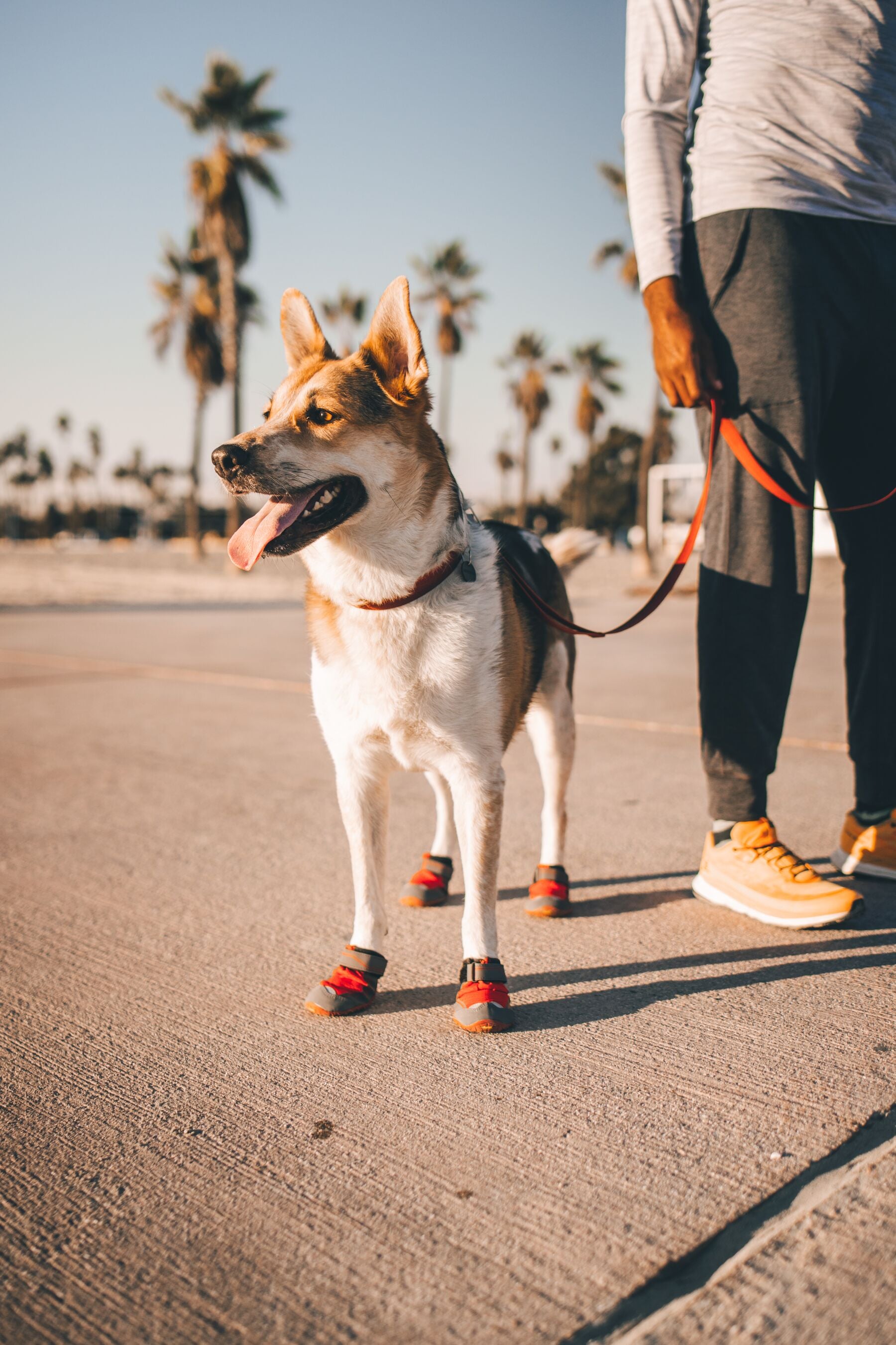 Ruffwear Dog boots: Grip Trex PAIR
