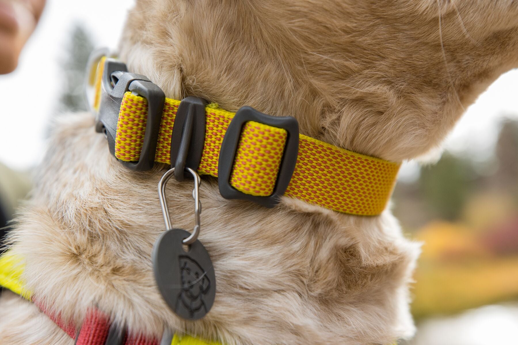 The ultralight Ruffwear Hi & Light minimalist dog collar showing its strong side-release buckle and aluminum D-ring