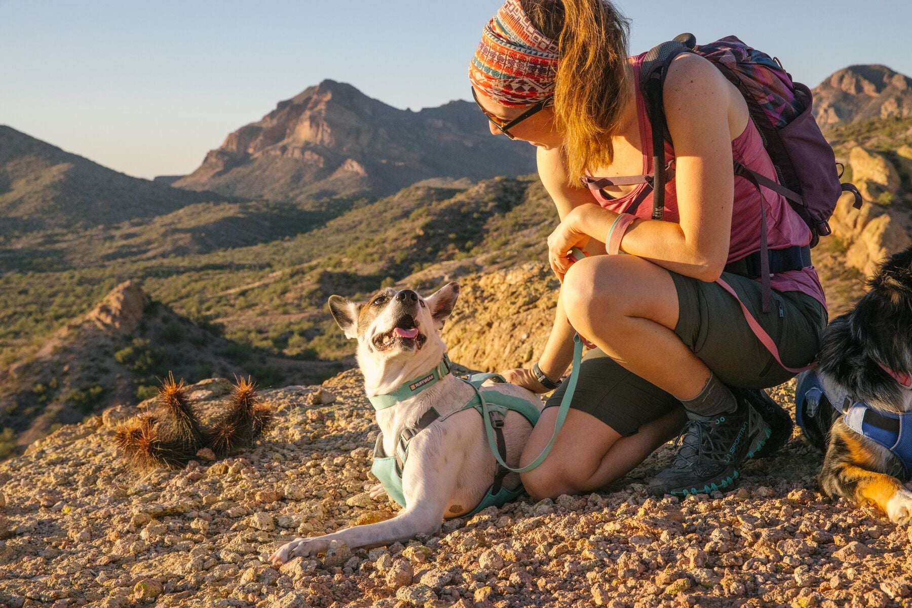 The ultralight Ruffwear Hi & Light minimalist dog collar showing its strong side-release buckle and aluminum D-ring