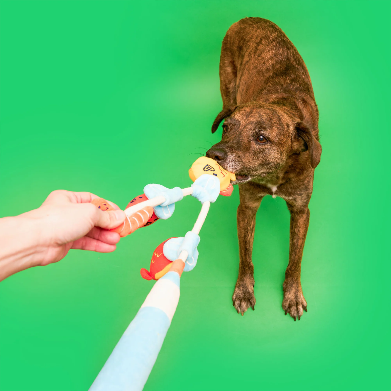 Squeaky Interactive Nosework Rope Pull Dog Toy, Fishing