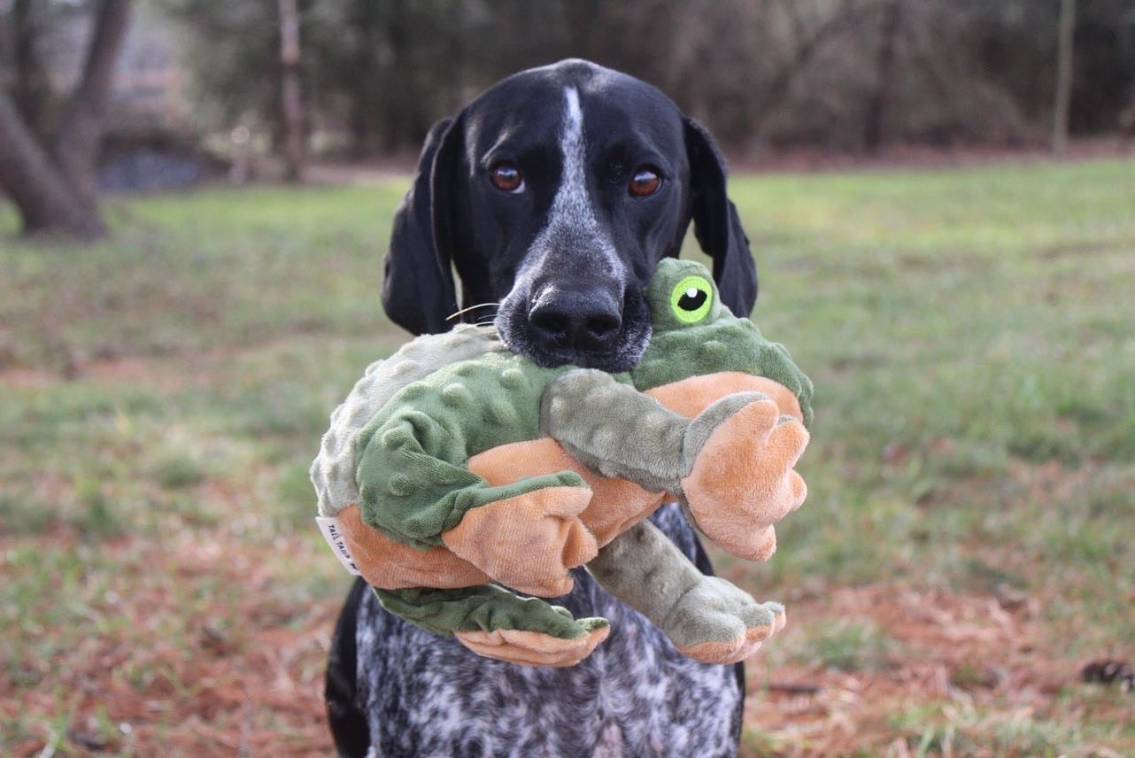 Squeaky Plush Dog Toy: Animated Frog