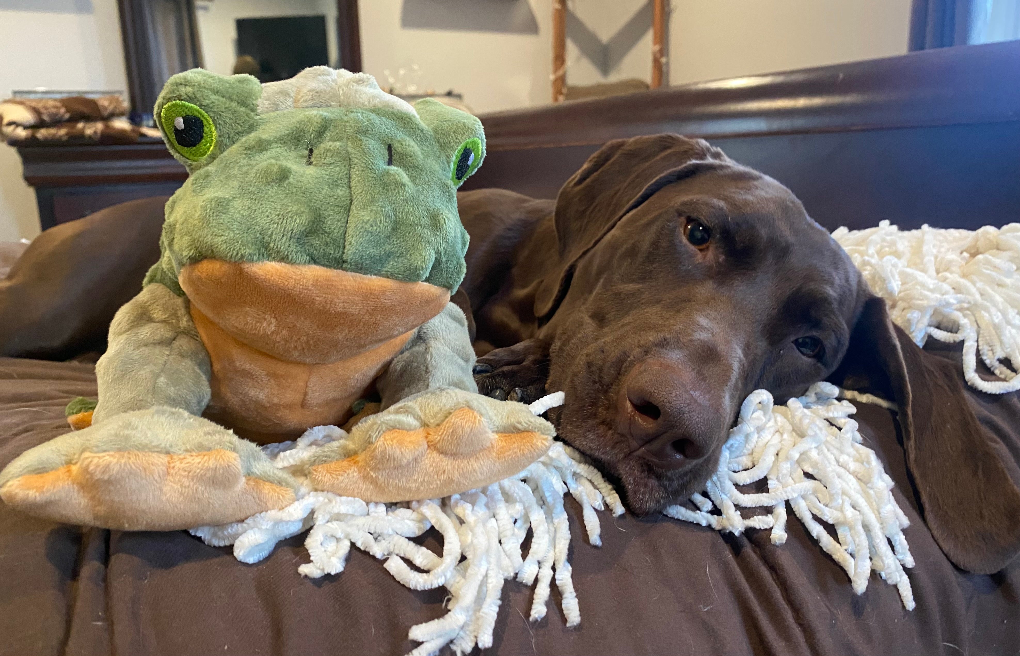 Squeaky Plush Dog Toy: Animated Frog