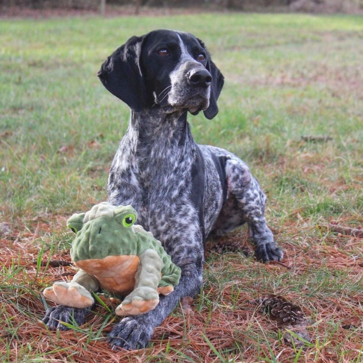 Squeaky Plush Dog Toy: Animated Frog