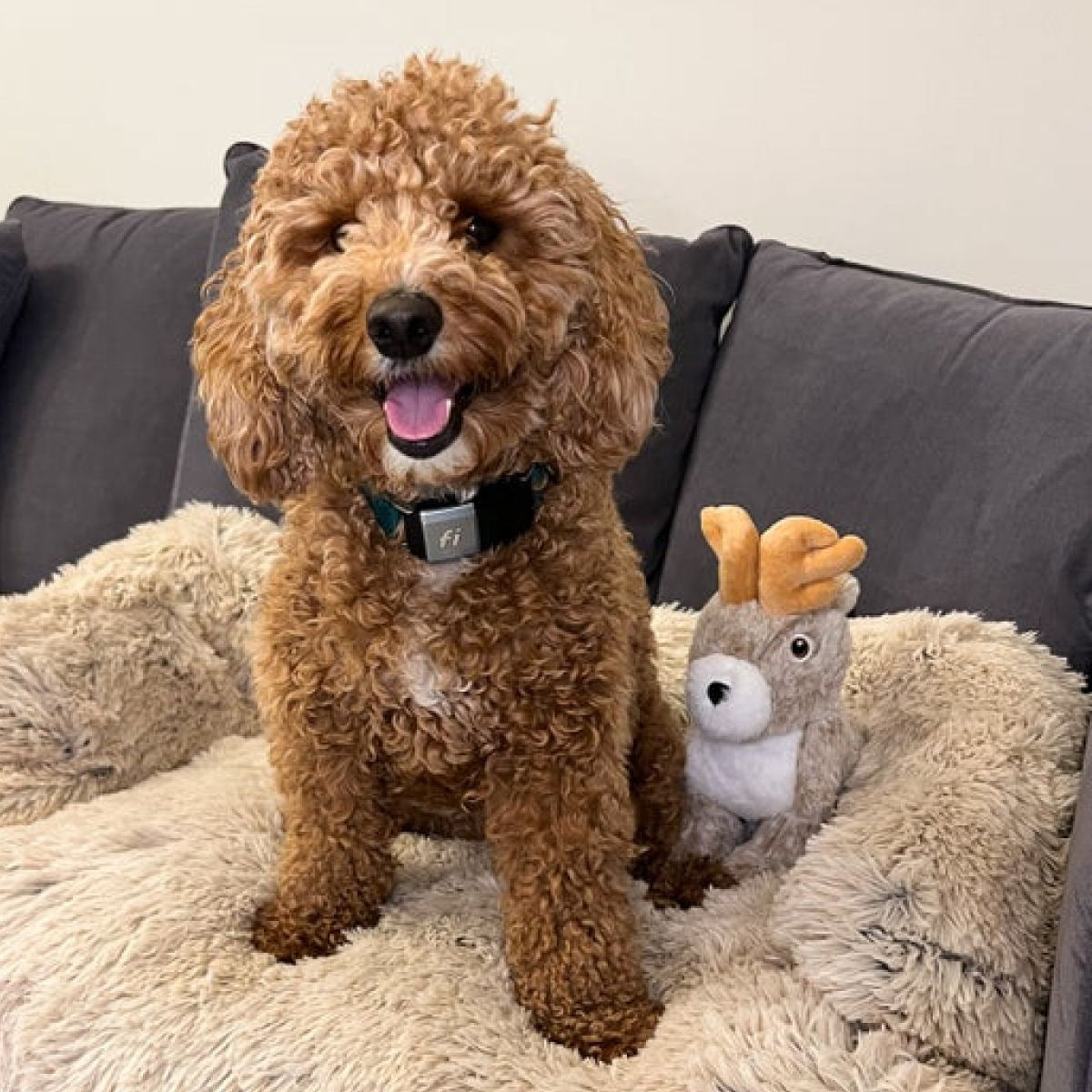 Squeaky Plush Dog Toy: Animated Jackalope