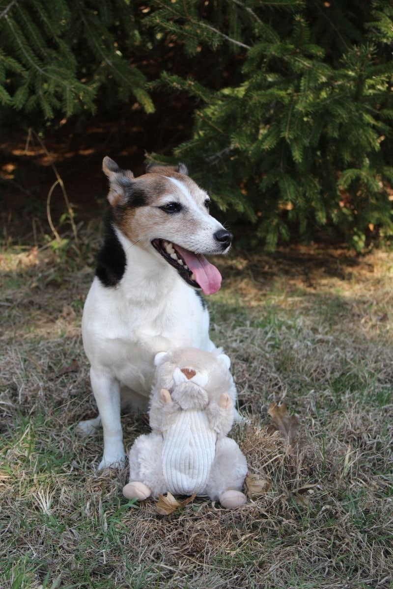 Squeaky Plush Dog Toy: Animated Squirrel