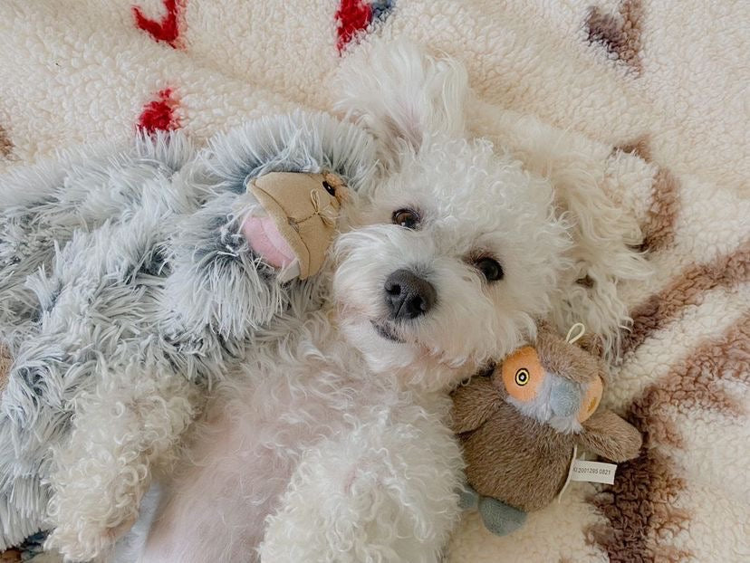 Squeaky Plush Dog Toy: Baby Owl