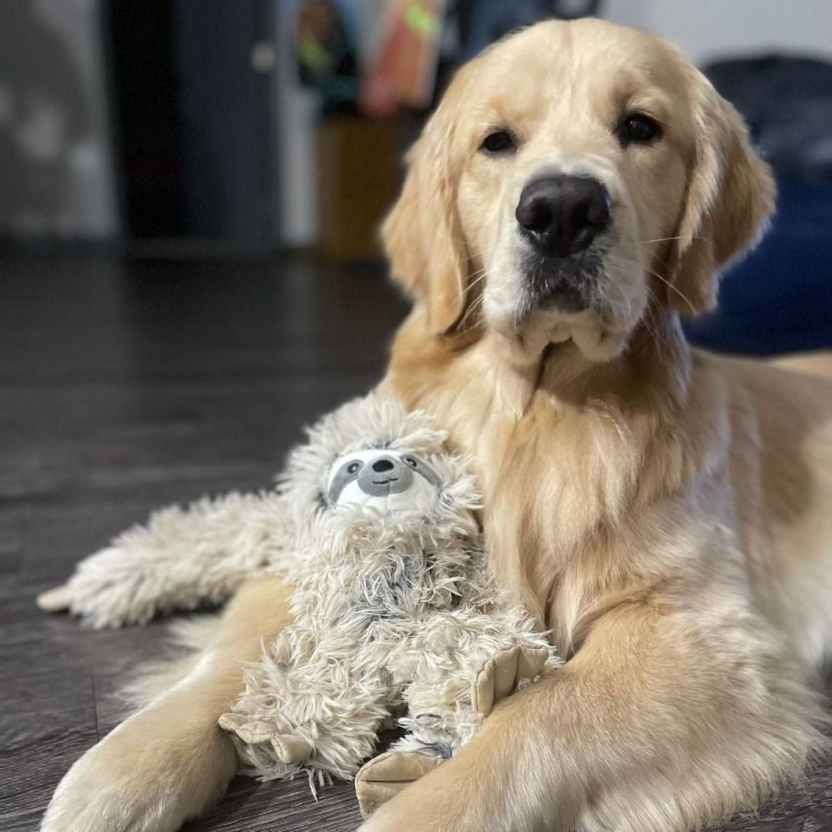 Squeaky Plush Dog Toy: Sloth Rope Body