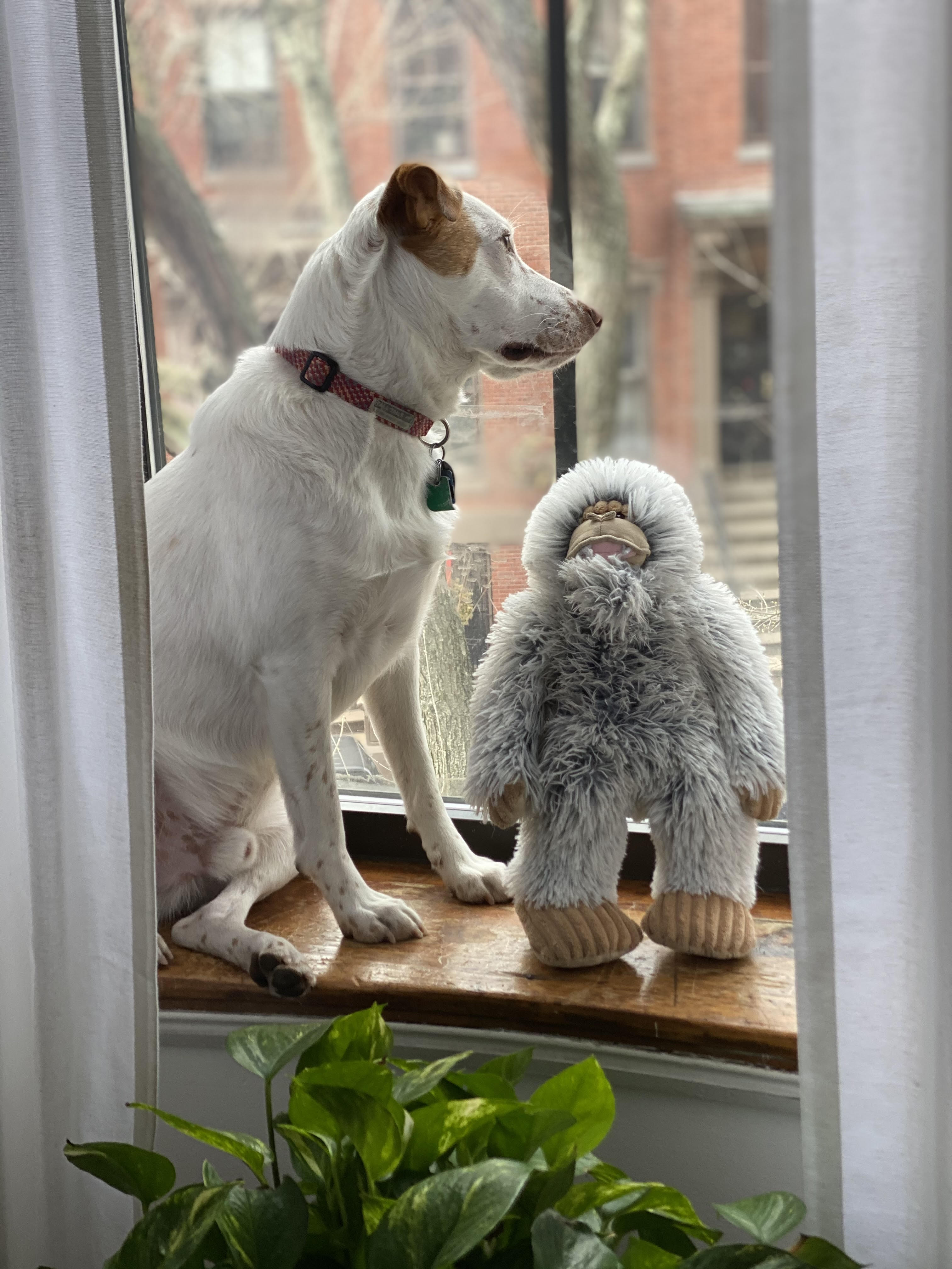 Squeaky Plush Dog Toy: Yeti