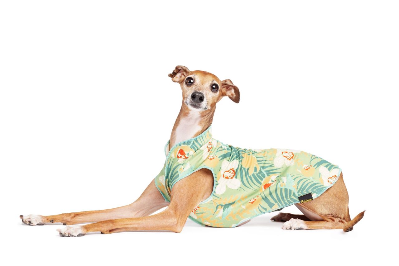 Sun Shield Tee shirts for Dogs and Cats, Hummingbird Jungle (Limited Edition)