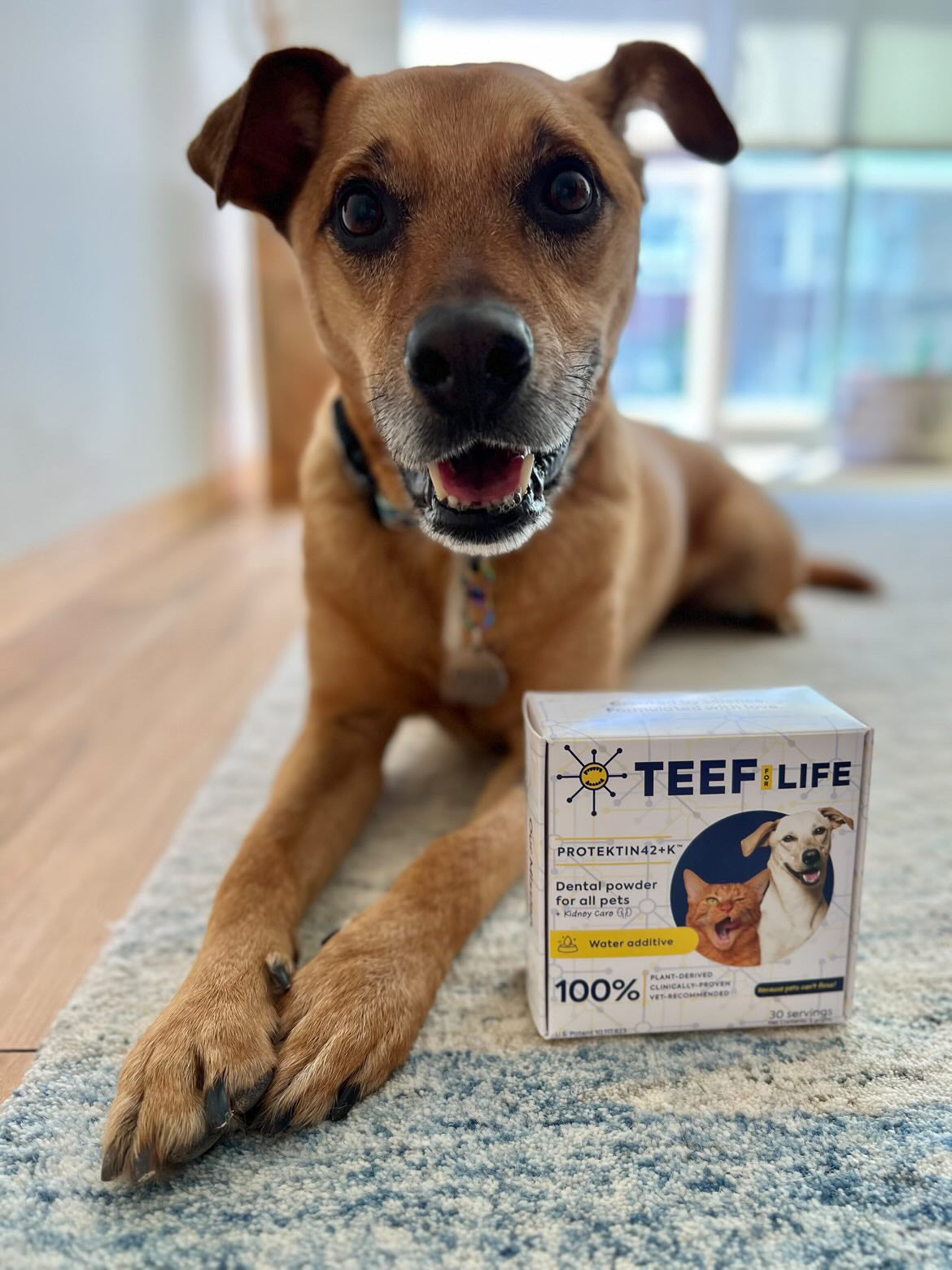 TEEF for Life Protektin42 prebiotic dental powder kit for dogs. Vegan water additive for canine oral health.