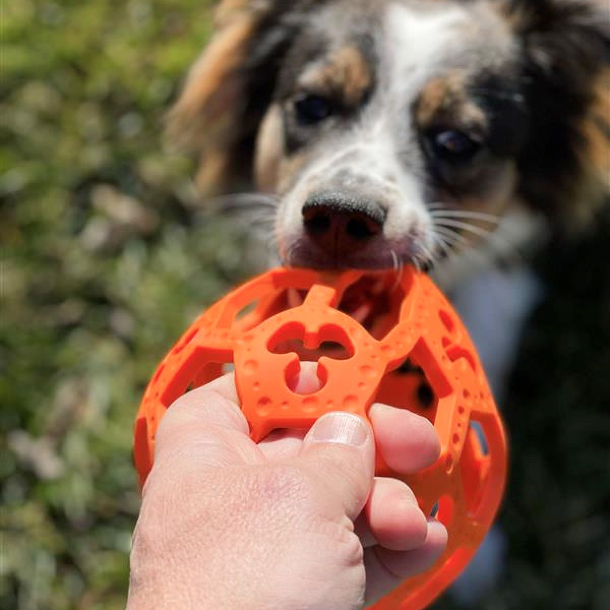 Fetch Dog Toy: Goat Sport Flex-a-Ball