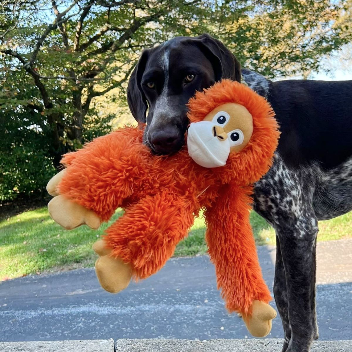 Squeaky Plush Dog Toy: Orangutan Rope Body