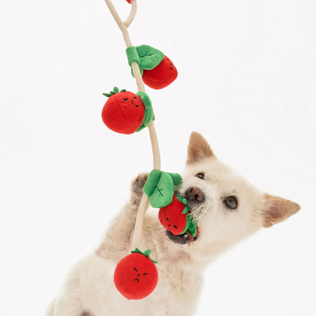 Squeaky Interactive Nosework Rope Pull Dog Toy, Cherry Tomato